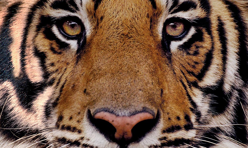 Bengal tiger close-up © naturepl.com  / Andrew Parkinson / WWF