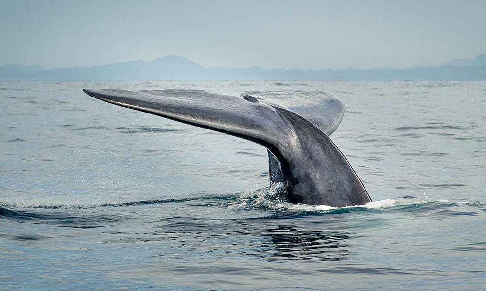 Tail fluke of a blue whale diving. Marissa, Sri Lanka © Richard Barrett / WWF-UK