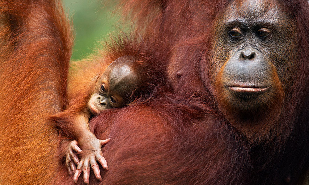Bornean orangutan female 'Tata' and her unnamed baby aged 2-3 months portrait (Pongo pygmaeus wurmbii). Central Kalimantan, Borneo, Indonesia © naturepl.com / Anup Shah / WWF