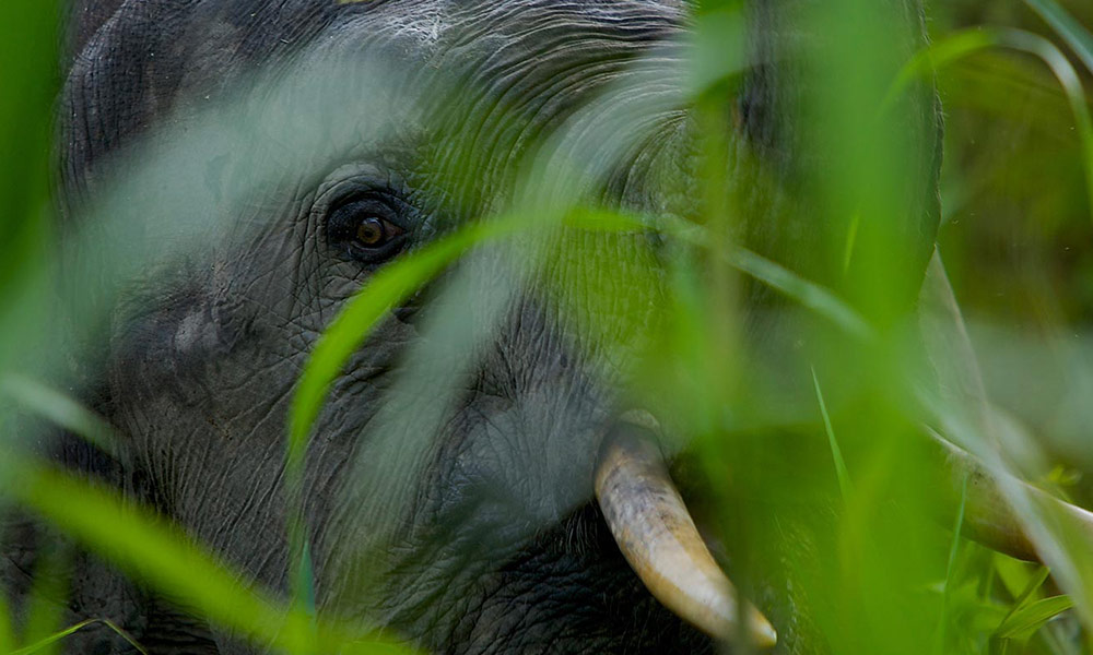 Borneo pygmy elephant, Malaysia © naturepl.com / Tim Laman / WWF
