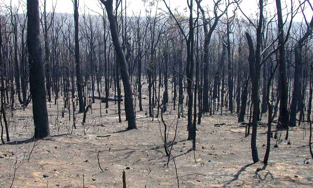 Intensely burnt forest, showing complete loss of vegetation structure. Western Australia © Karlene Bain / WWF-Aus