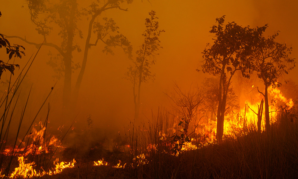 Bush fire, Borneo, Central Kalimantan, October 2015 © WWF-Indonesia / Frenky Irawan