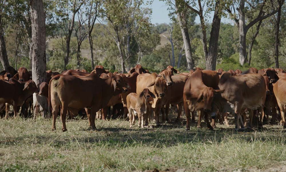 Cattle grazing near Rockhampton, Queensland © WWF-Aus / Virtual Connexion