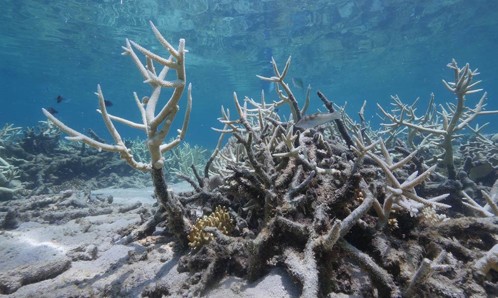 Bleached coral on Lizard Island, Queensland, 27th February 2016 © WWF-Aus / Alexander Vail