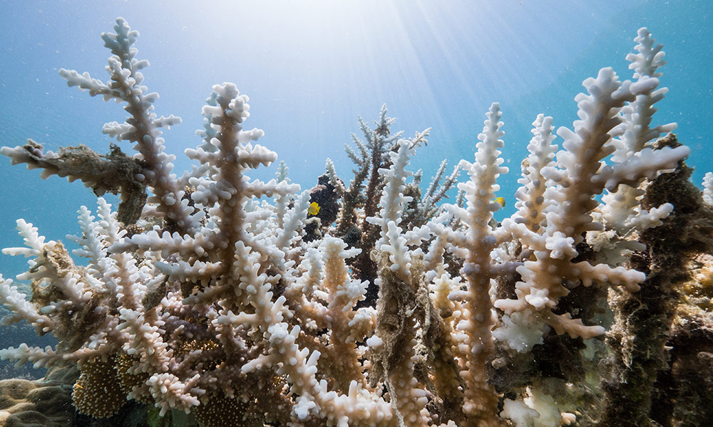 Bleached coral on Lizard Island, QLD, in February 2016 © WWF-Aus / Alexander Vail