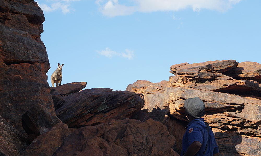 A ranger enjoying a close encounter with a wiliji (black-flanked rock-wallaby) in Erskine Range, west Kimberley © Jacqueline Batrus / Nyikina Mangala Rangers / WWF-Aus