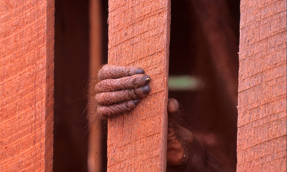 Fingers of a juvenile orangutan (Pongo pygmaeus) in a wooden cage, Central Kalimantan, Indonesia © Alain Compost / WWF