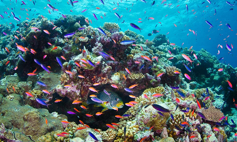 A variety of fish swimming, Osprey Reef, Coral Sea © Darren Jew