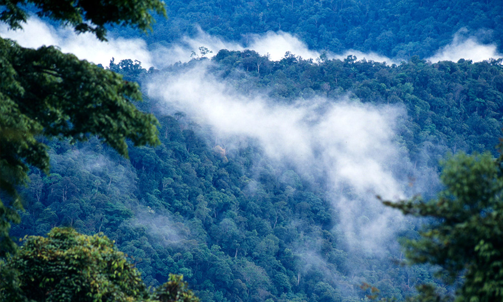 Forest after rain Kayan Mentarang National Park, Kalimantan (Borneo), Indonesia © Alain Compost / WWF