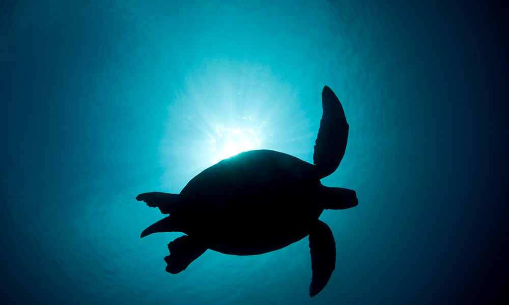 Green sea turtle (Chelonia mydas) silhouetted against the sun. Sipadan Island © Jürgen Freund / WWF