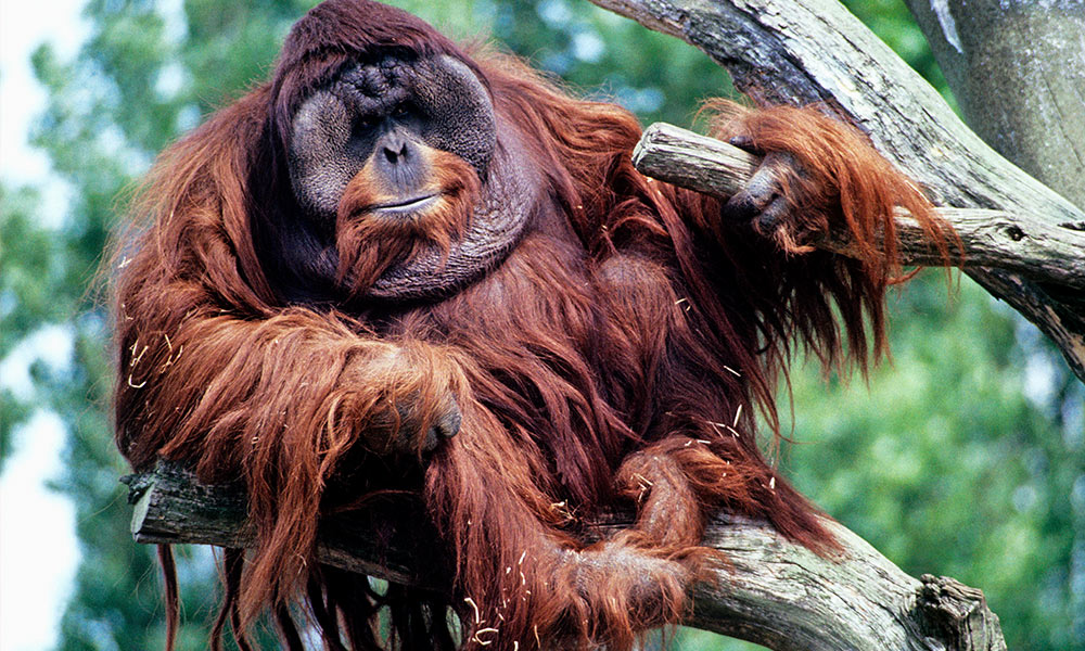 Male Bornean orangutan (Pongo pygmaeus) © David Lawson / WWF-UK