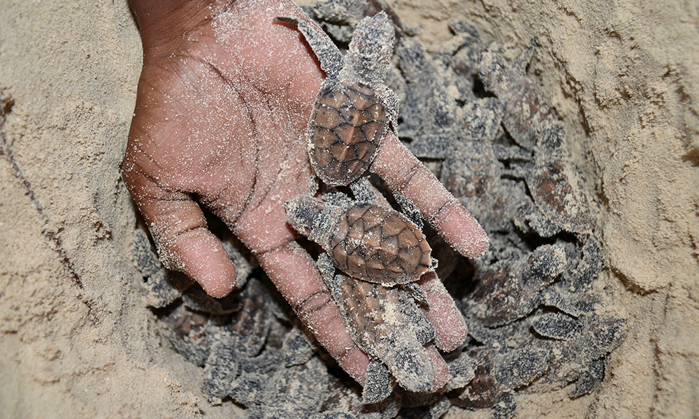 Hawksbill turtle hatchlings in hand, Papua New Guinea © Ange Amon / Lissenung Island Resort