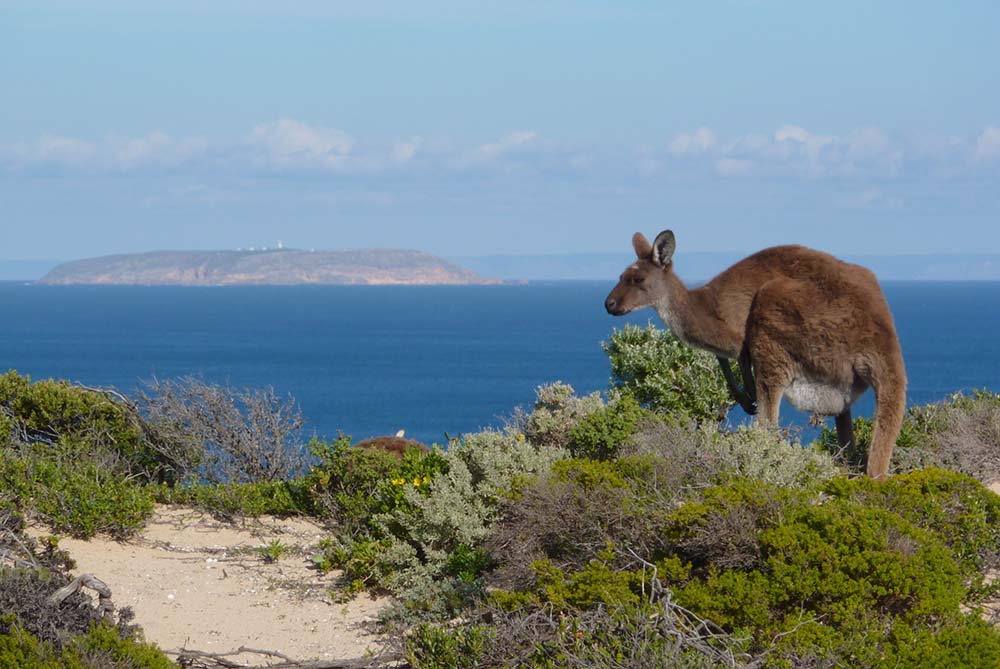 Yorke Peninsula - Kangaroo on West Cape © Raelene Lihou / WWF-Australia
