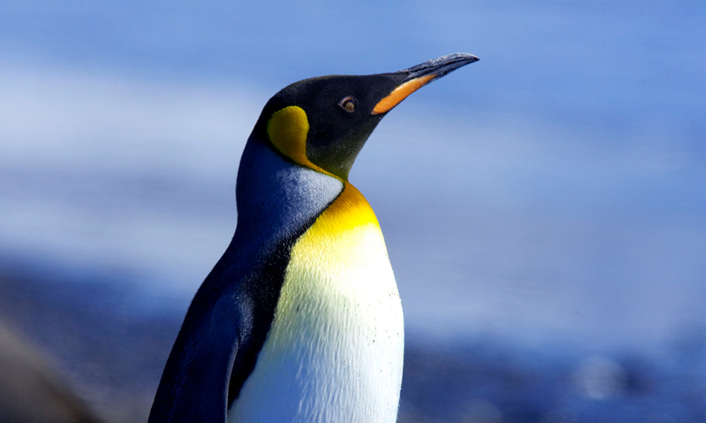 King penguin, Antarctica © Wim van Passel / WWF