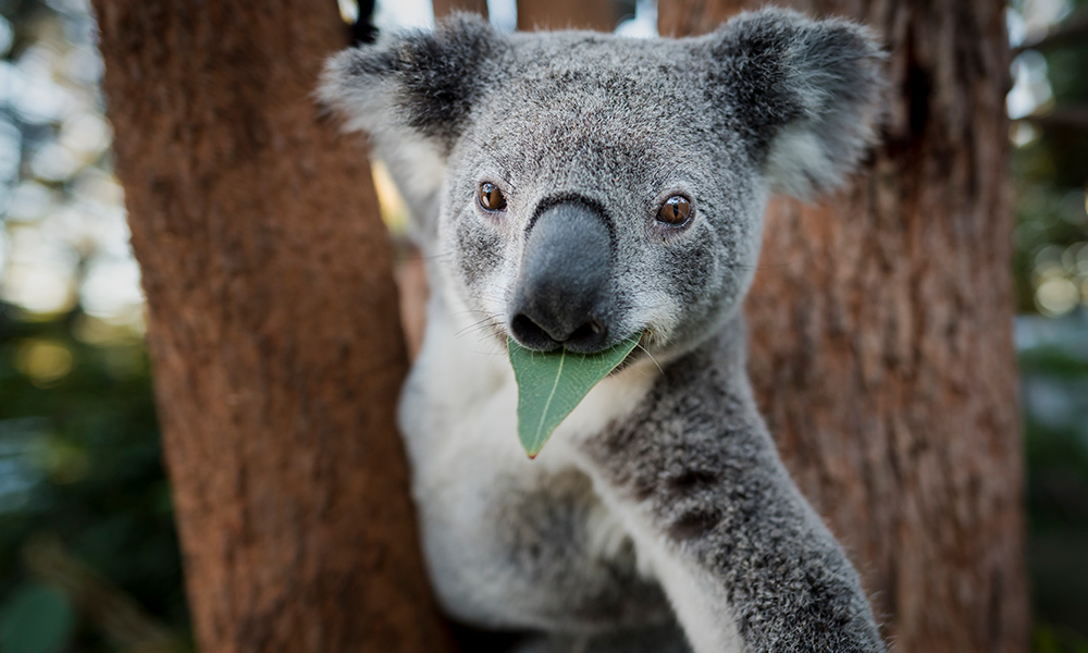 Portrait of Icarius an adult male koala (Phascolarctos cinereus) eating an Eucalyptus leaf at Return to the Wild Inc. Toowoomba, southeast Queensland © Doug Gimesy / WWF-Aus