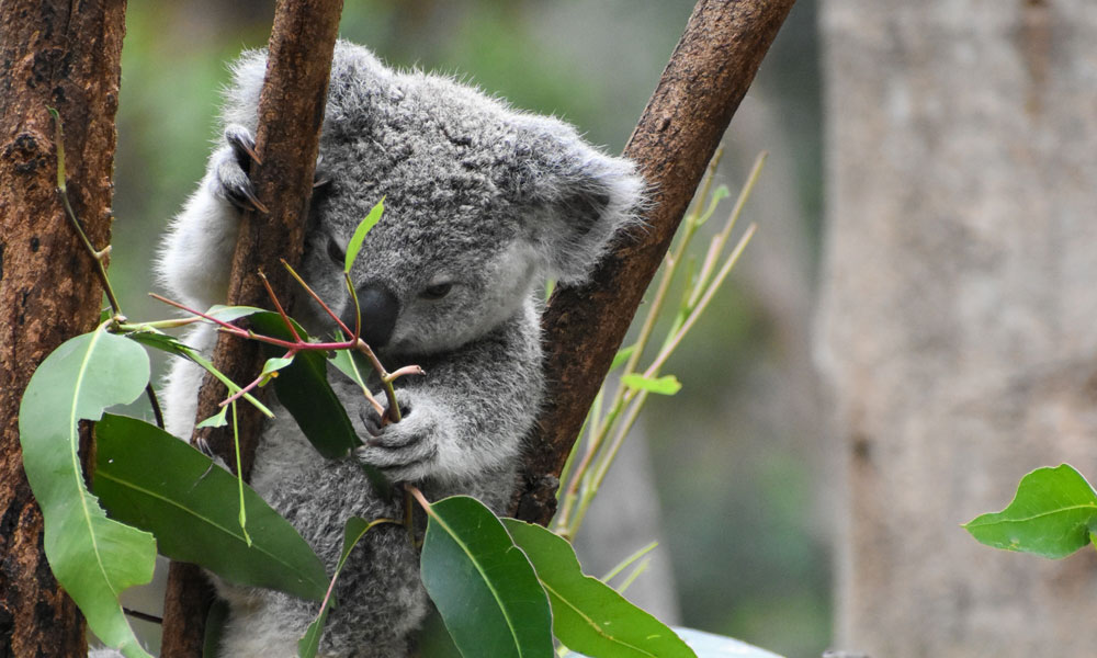 Young koala perched in a tree at Currumbin Wildlife Sanctuary © Photo by Archie Carlson on Unsplash