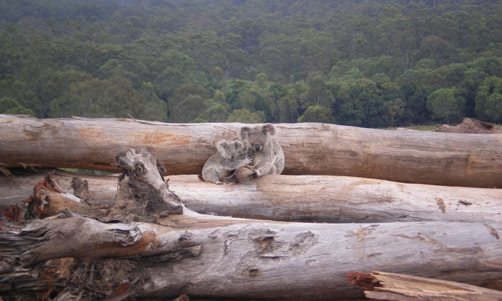 Koala mother and joey seeking refuge on a bulldozed logpile © Briano / WWF-Aus