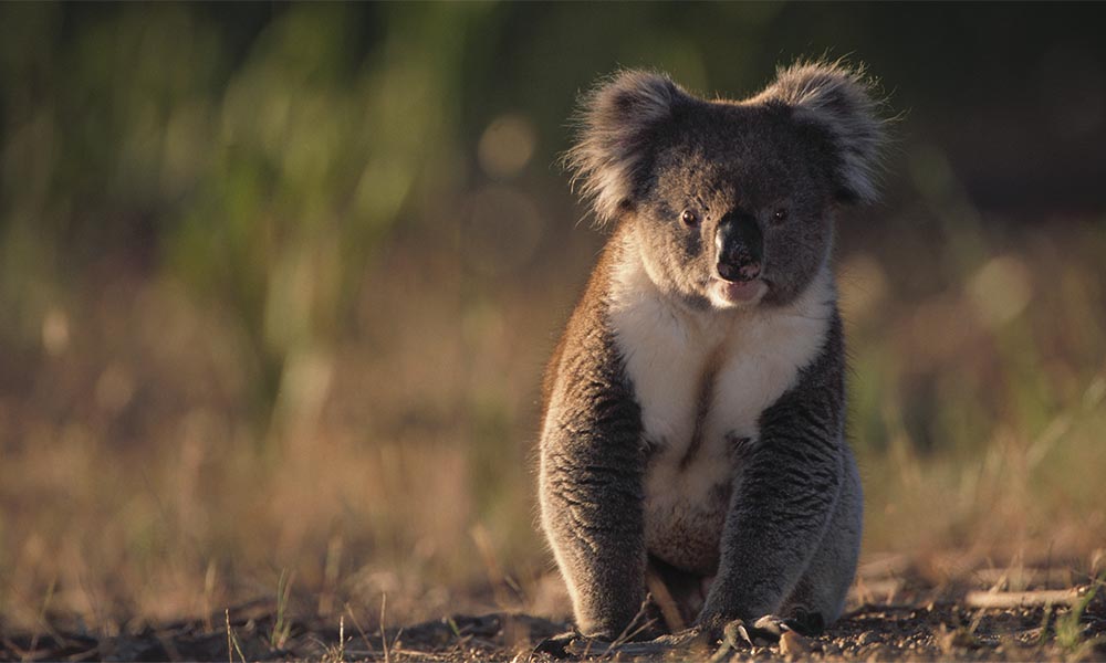 Koala sitting on the ground © Theo Allofs / Getty Images