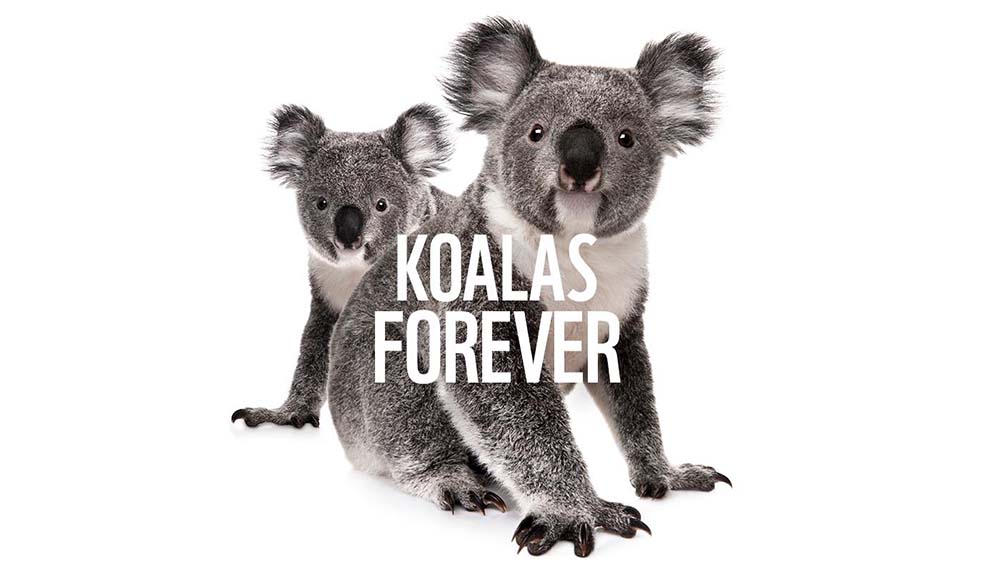 Koalas forever campaign image
