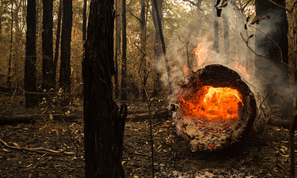 Log burning during bushfire in Jervis Bay © Bryce Harper / WWF-Australia