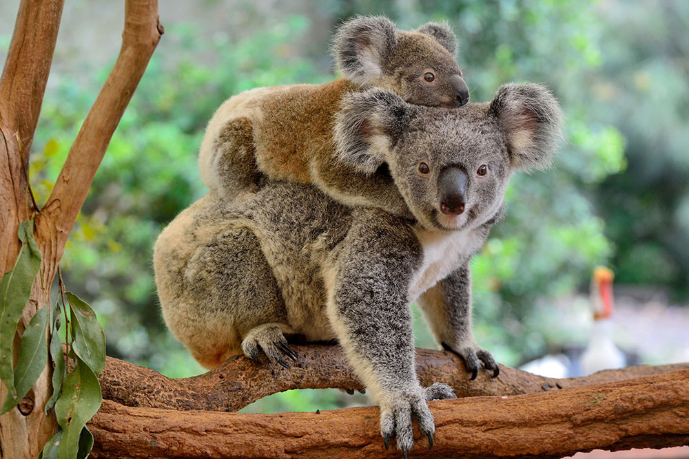 Mother koala with joey on her back © Shutterstock / Alizada Studios / WWF
