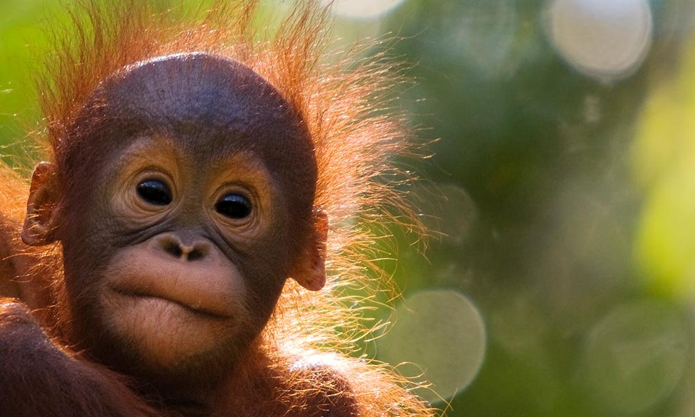orangutan baby (Pongo pygmaeus), Semengoh Nature reserve, Sarawak, Borneo, Malaysia © naturepl.com / Edwin Giesbers / WWF 