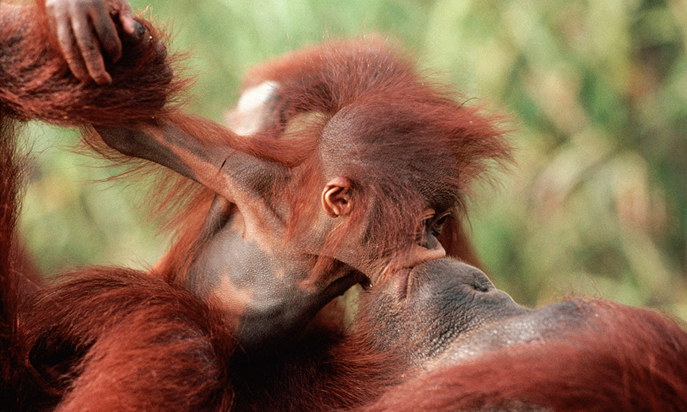 Orangutan (Pongo pygmaeus) baby 'kissing' mother, Borneo © naturepl.com / Karl Ammann / WWF