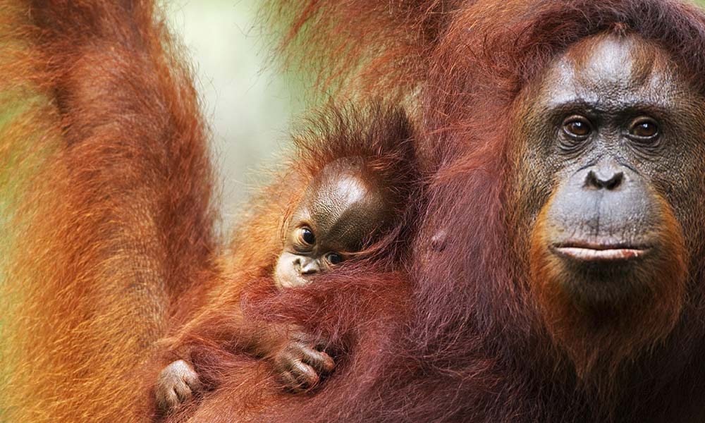 Bornean orangutan and baby, Tanjung Puting National Park, Central Kalimantan, Borneo, Indonesia © naturepl.com / Fiona Rogers / WWF