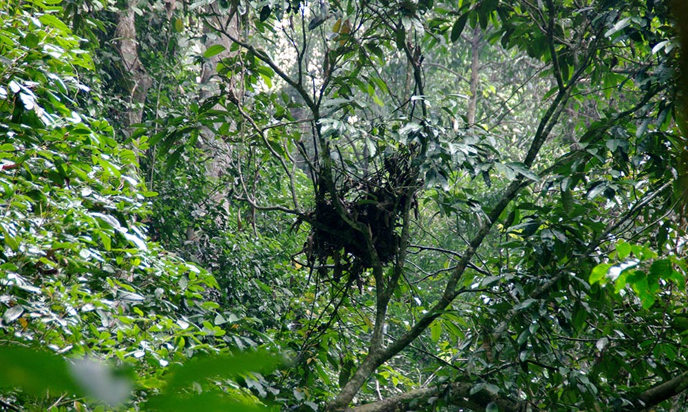 Orangutan's nest, in conservation area in Arabela-Schanner landscape, West Kalimantan, Borneo © WWF-Aus / Tim Cronin