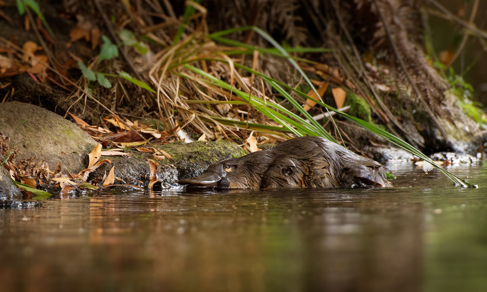 Australian platypus in river © Shutterstock / Martin Pelanek / WWF