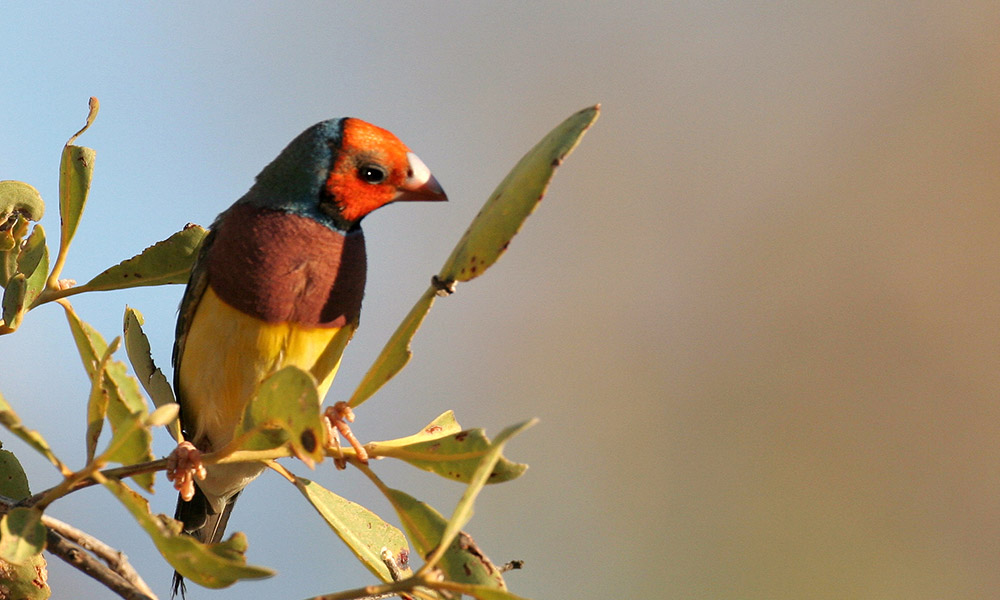 Red headed Gouldian finch on a twig © Mike Fidler