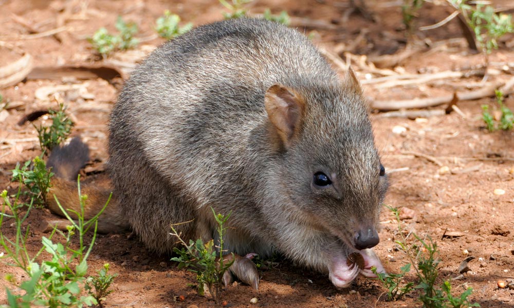 A woylie or brush-tailed bettong at Monarto Zoo © Zoos South Australia