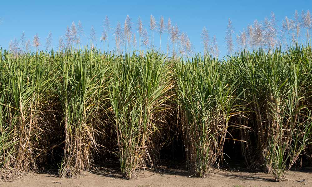 Sugar cane fields, North Queensland © Kerry Trapnell / WWF-Aus