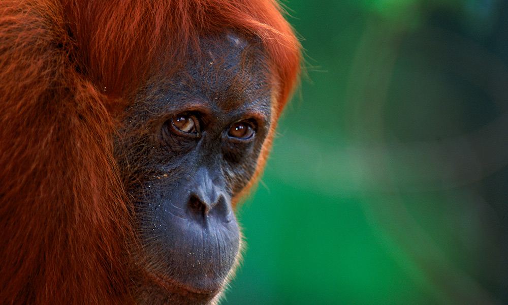 Sumatran orangutan (Pongo abelii) female known as 'Edita', Gunung Leuser NP, Sumatra, Indonesia © naturepl.com / Anup Shah / WWF
