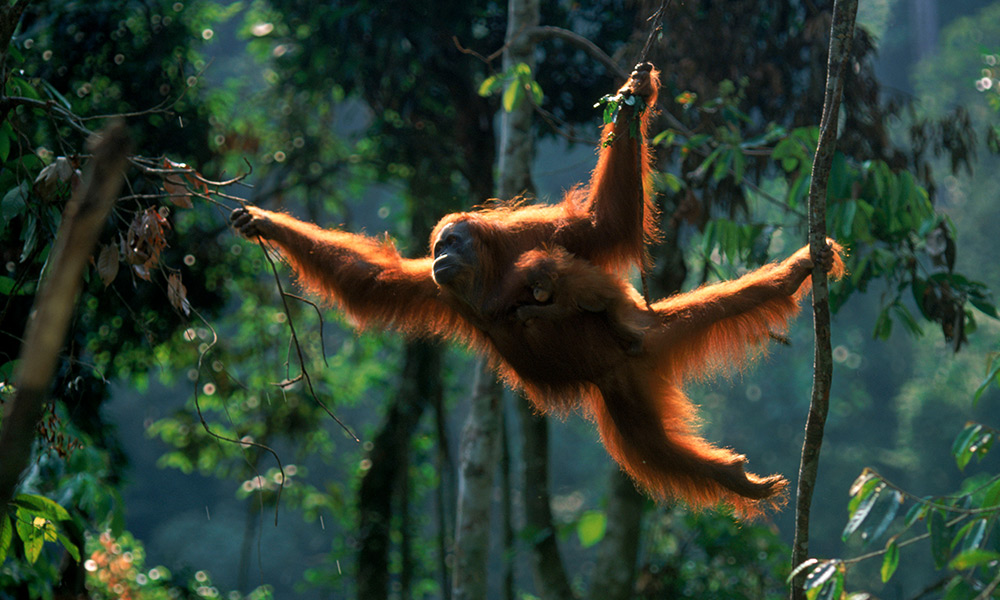 Sumatran orangutan female 'Suma' swinging through the trees with male baby 'Forester' (Pongo abelii) Gunung Leuser NP, Sumatra, Indonesia © naturepl.com / Anup Shah / WWF