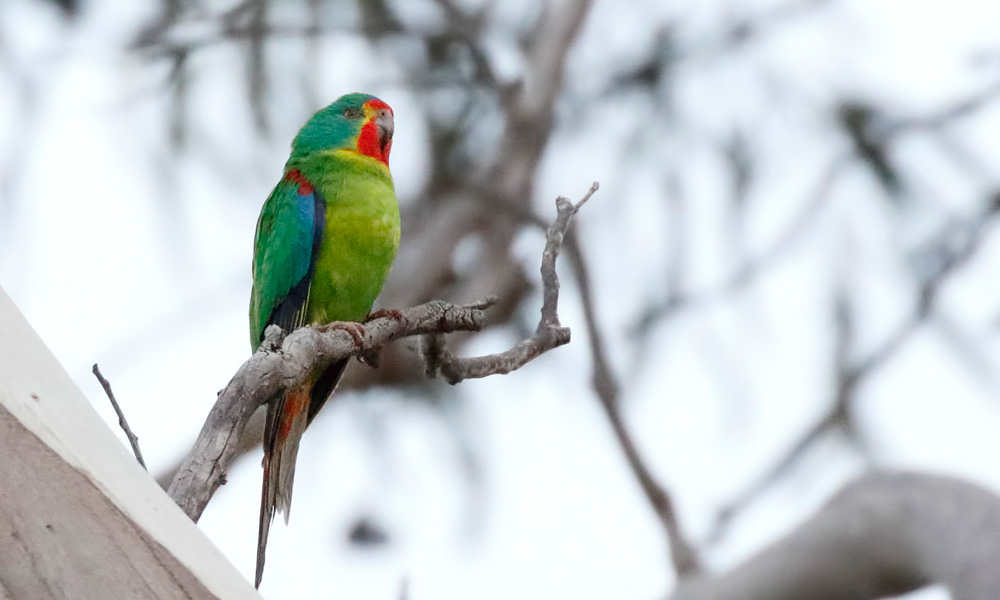 Swift parrot perched on a branch © Dave Curtis / Flickr