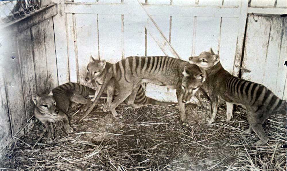 Thylacine family at Beaumaris Zoo in Hobart, 1910 / Public Domain