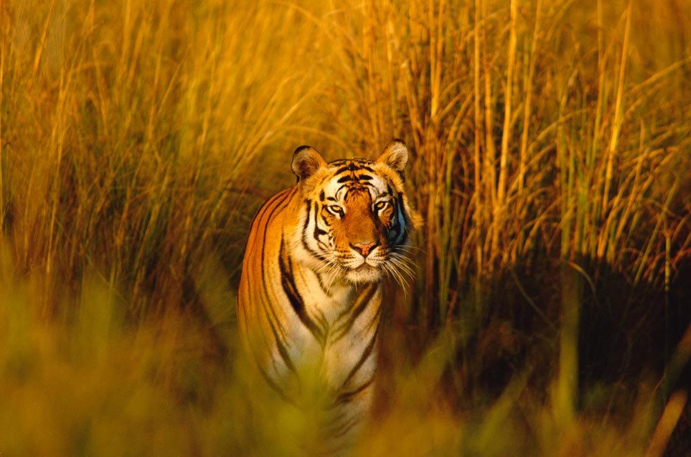 A tiger walks through long grass © naturepl.com / Francois Savigny / WWF