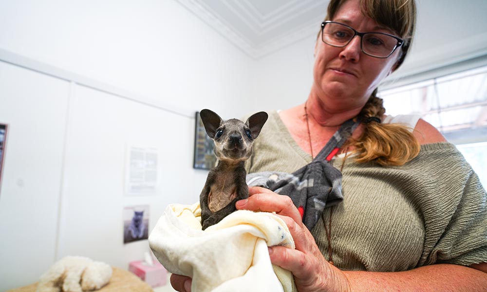 Wallaby joey in care 