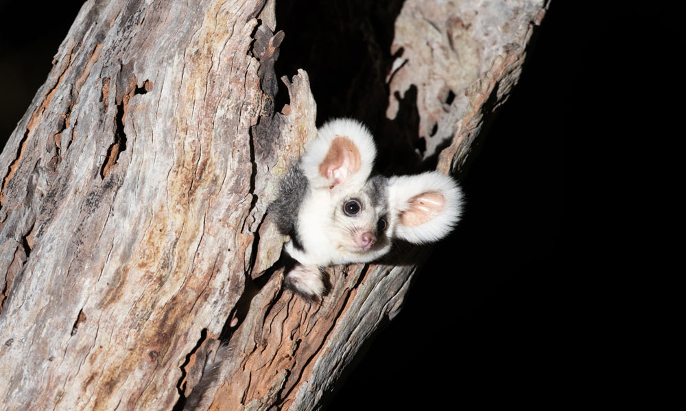 Greater glider in a patch of old growth forest in Munruben, Logan City, south of Brisbane © Josh Bowell