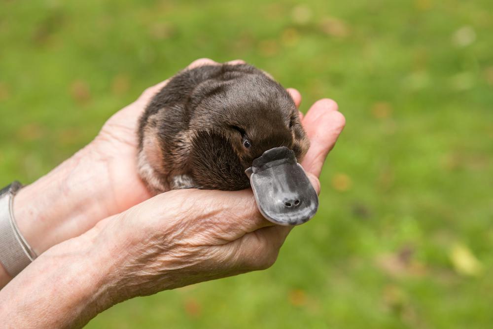 Wildlife carer Margit Cianelli holding a platypus orphan © Nature Picture Library / Alamy Stock Photo