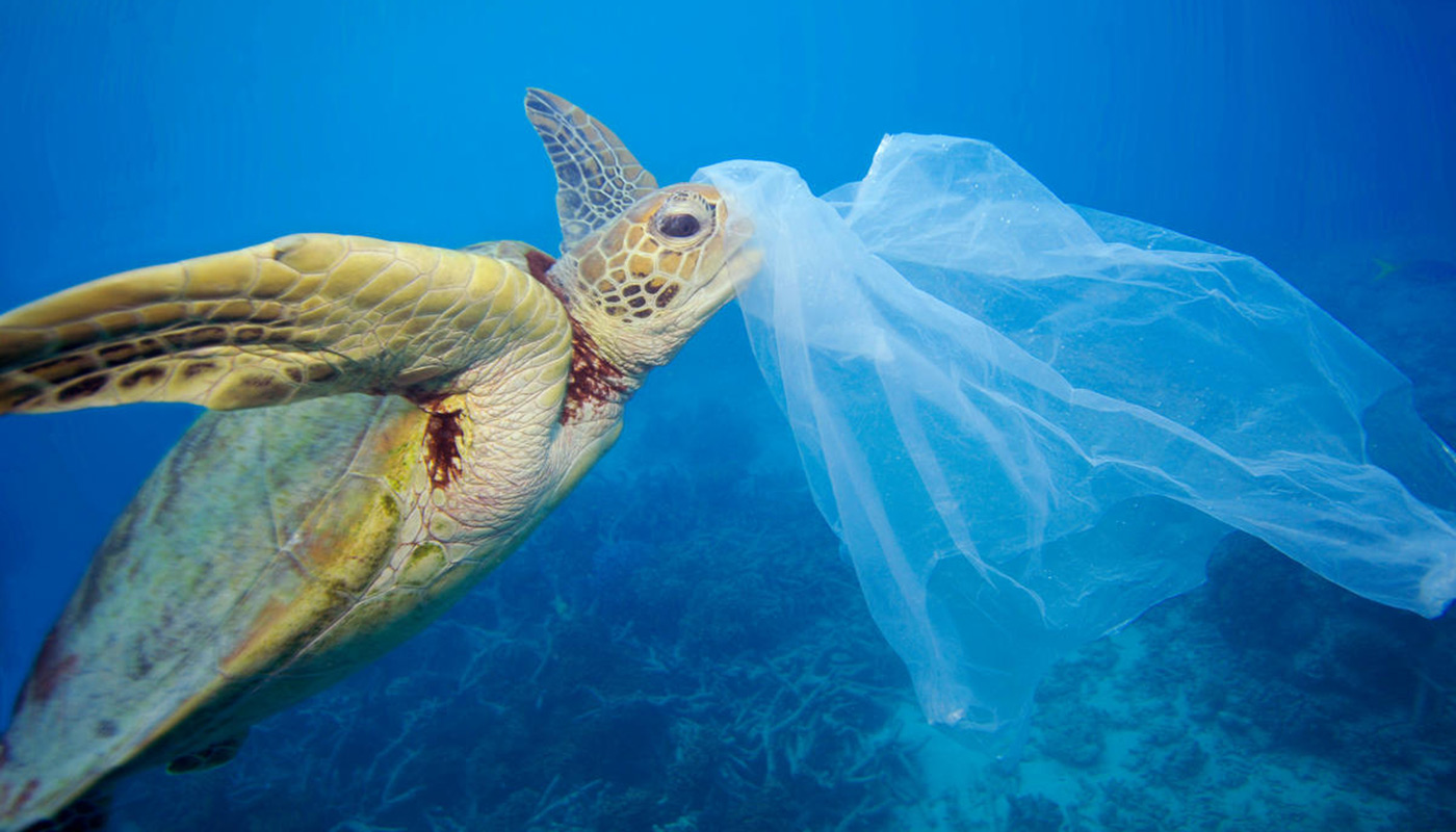 Green sea turtle (Chelonia mydas) with a plastic bag, Moore Reef, Great Barrier Reef, Australia © WWF / Troy Mayne