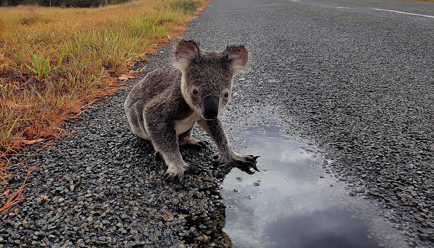 Koala drinking on the side of the road © Sue Gedda / WWF-Aus