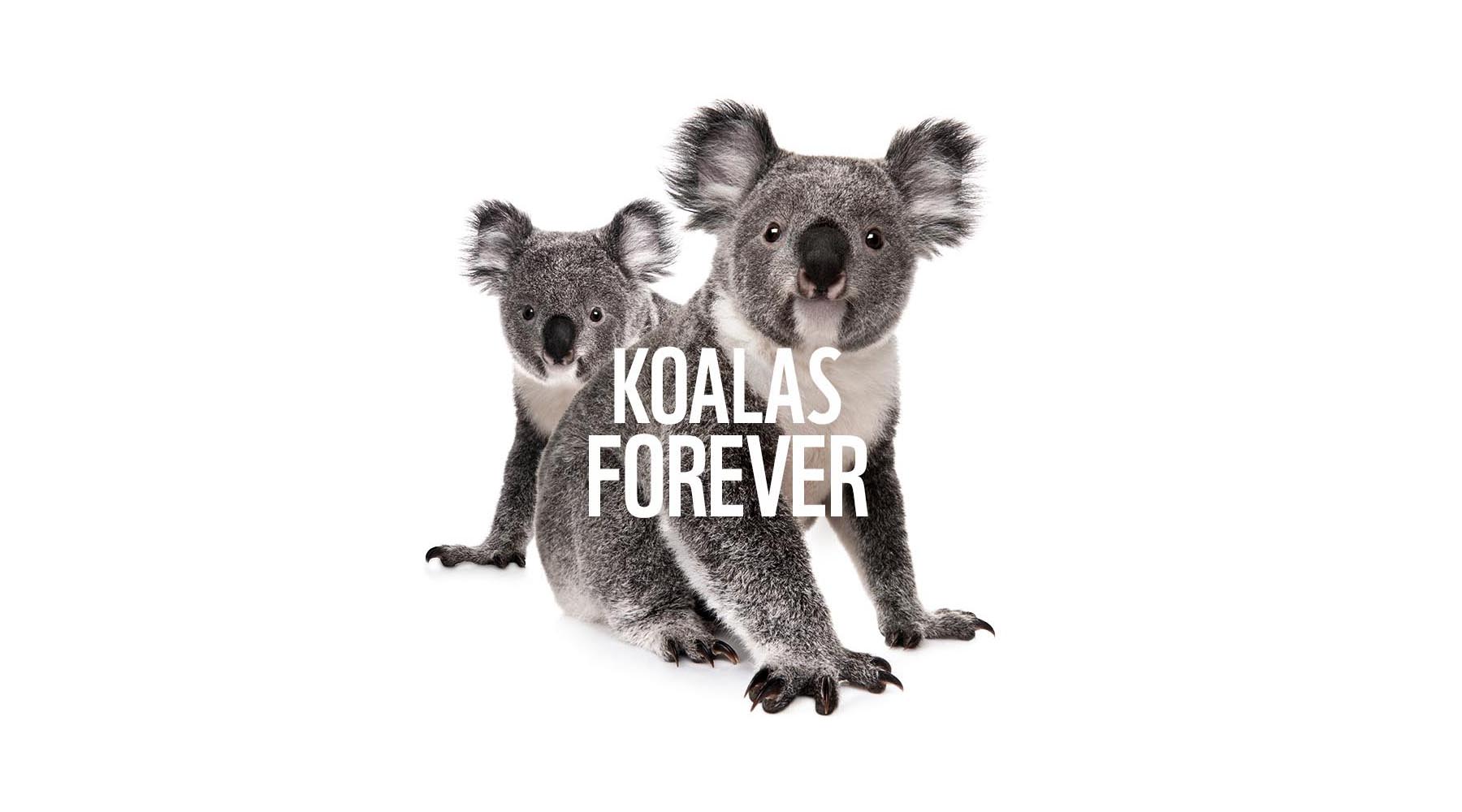 Koalas Forever home banner © WWF-Australia