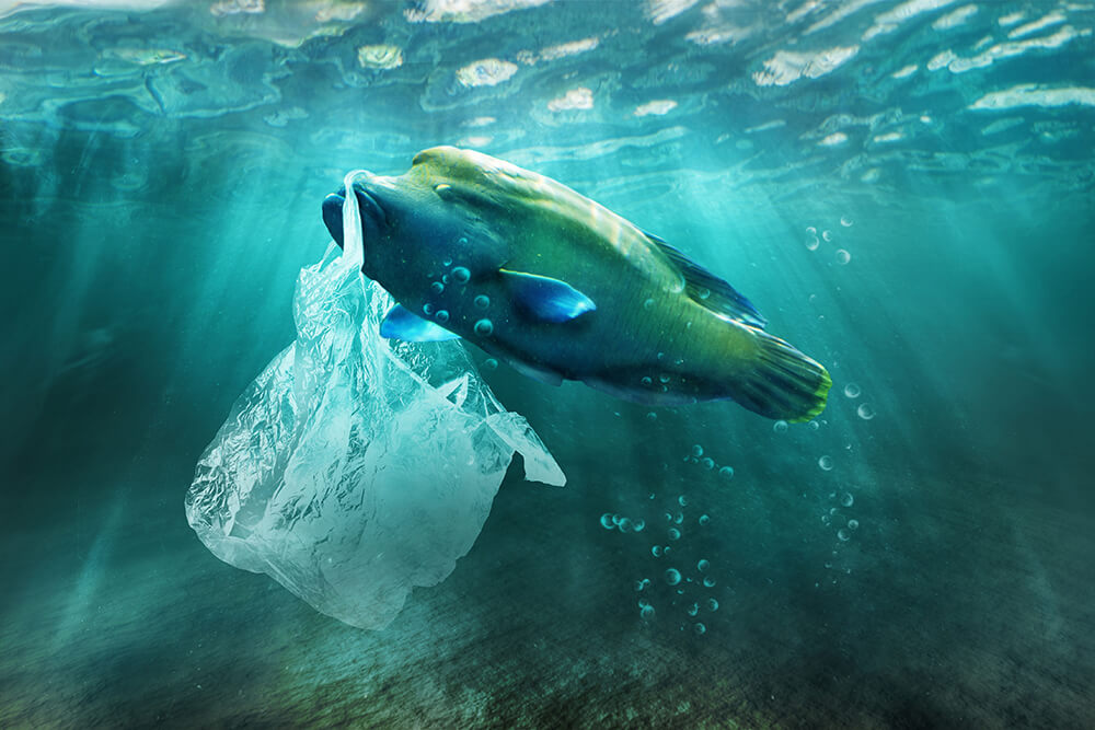 A humphead wrasse with a plastic bag in mouth © Shutterstock / Tanya Sid / WWF