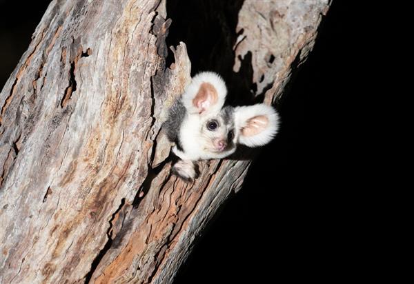 Greater Glider in a tree at night