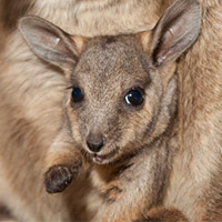 rock-wallaby