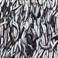 Anchoveta (Engraulis ringens) fished. Peru, June 2015 © WWF / Adrian Portugal