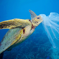 turtle and plastic bag © Troy Mayne / WWF