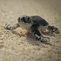 Green turtle hatchling © WWF-Malaysia / Mazidi Abd Ghani